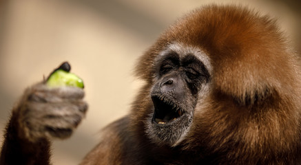 Wall Mural - portrait of baboon