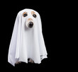 Funny small white halloween ghost on black background. Cute dog looking