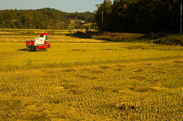 Wall Mural - tractor in the harvesting field