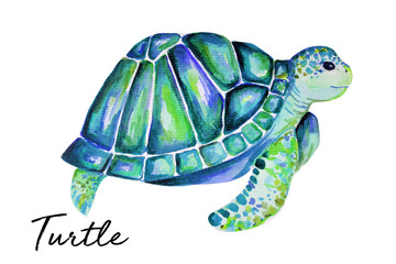 Beautiful turtle art water color background illustration