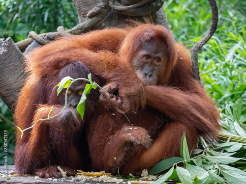 Fotomural Captive Sumatran Orangutans (Orangutang, Orang-utang)