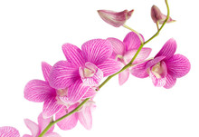 Pink Orchid Flowers Isolated On White Background