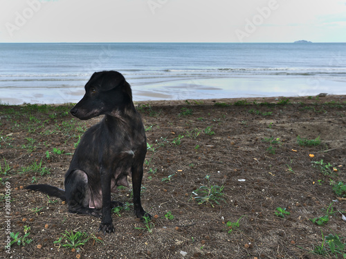 Cuadros en Lienzo Stray black dog sit down under the tree near the beach looking for food