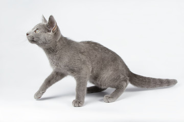 Russian blue cat on colored backgrounds