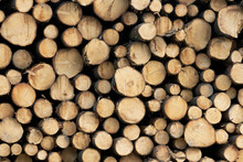 Wooden Cut Logs Background. Pile Of Logs