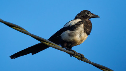 eurasian magpie pica pica perched on wire