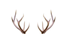 Beautiful Male Antler Isolated On White Background