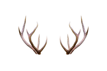 beautiful male antler isolated on white background