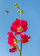 A Beautiful Tall Pinky Red Hollyhock Flower Seen From Below Agains Blue Summer Sky. A Bumble Bee Is Flying Towards It With Motion Blur.
