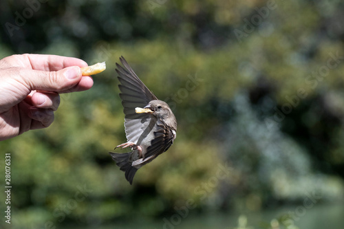 Oiseau Moineau Mange Dans La Main Protection De L