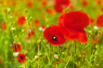 Wall Mural - Red poppy flowers blossom on green grass blurred bokeh background close up, beautiful poppies field in bloom on sunny summer day landscape, spring season nature bright wild floral meadow, copy space