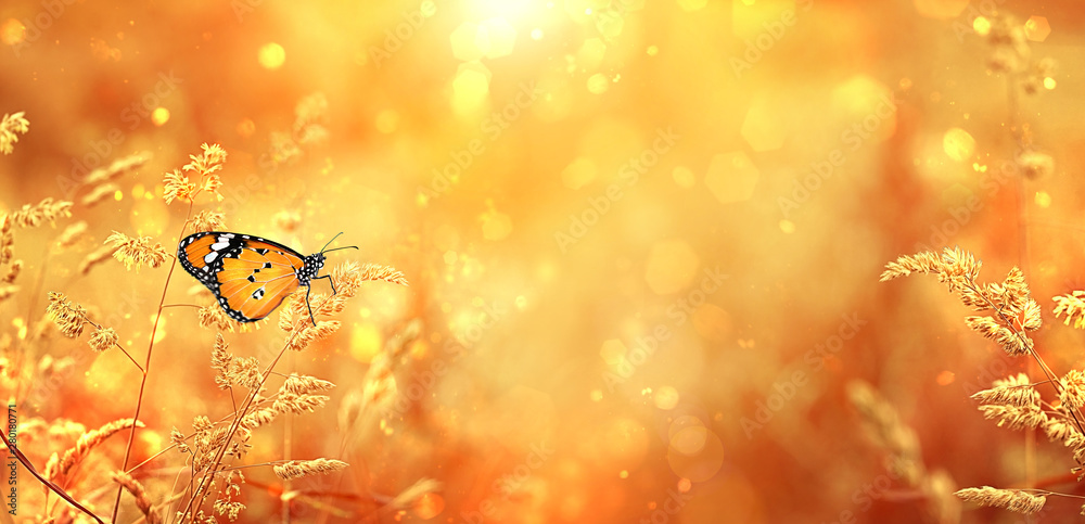Beautiful orange butterfly on golden field meadow grass, in sunset rays, nature summer landscape, close up macro. gentle pastoral rural artistic image. summer autumn season. copy space. soft focus - obrazy, fototapety, plakaty 