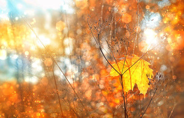  autumn maple leaves in sunlight. beautiful Fall season abstract scene. autumn forest landscape on sunny day, blurred shiny background. soft selective focus