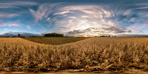 Wall Mural - full seamless spherical hdri panorama 360 degrees angle view among oats fields in summer evening sunset with beautiful clouds in equirectangular projection. ready for VR AR virtual reality