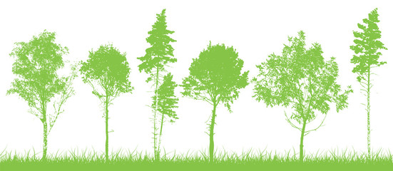 Wall Mural - Background trees silhouettes. Vector illustration