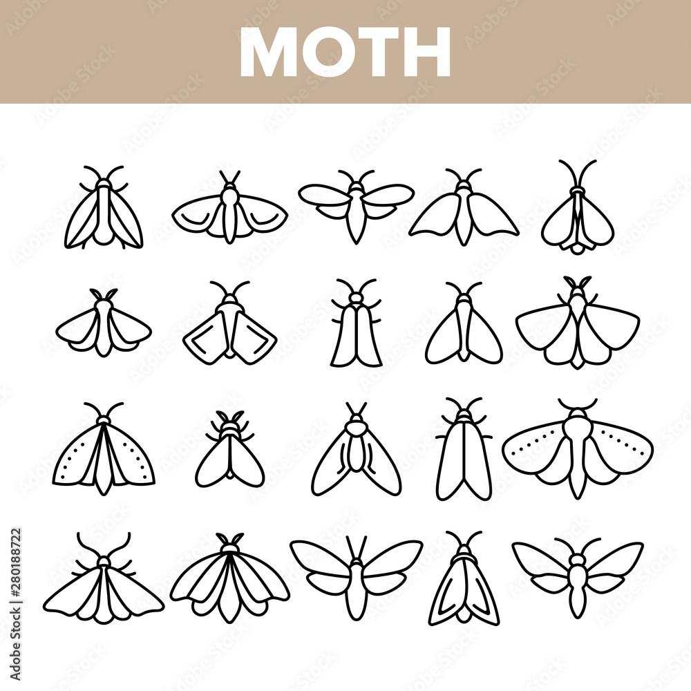Moth, Insects Entomologist Collection Vector Linear Icons Set. Moth ...