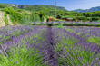 Lavendelfeld auf der Insel Hvar in Kroatien