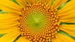 Macro, bright yellow sunflower And have mild sunlight See details clearly For background work