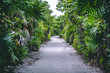 A gravel stone road in the jungle