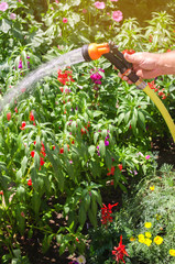 Wall Mural - A gardener with a watering hose and a sprayer water the flowers in the garden on a summer sunny day. Sprinkler hose for irrigation plants. Gardening, growing and flower care. Nature. Selective focus