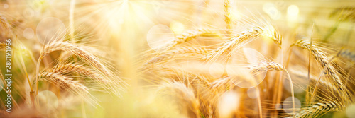 Golden wheat ears with sunbeams and bokeh Tableau sur Toile