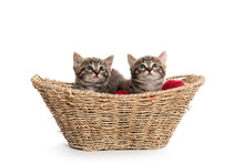 Two Tabby Kittens In A Basket