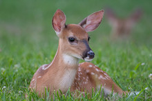 White-tailed Deer Fawn Bedded Down In An Open Meadow
