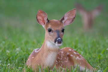 Poster - White-tailed deer fawn bedded down in an open meadow