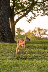 Wall Mural - white-tailed deer fawn in late evening