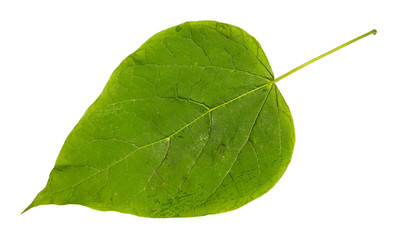 Wall Mural - fresh green leaf of catalpa tree cut out on white