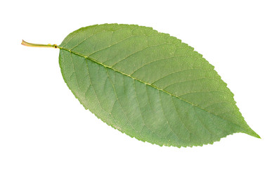 fresh green leaf of sweet cherry tree cut out