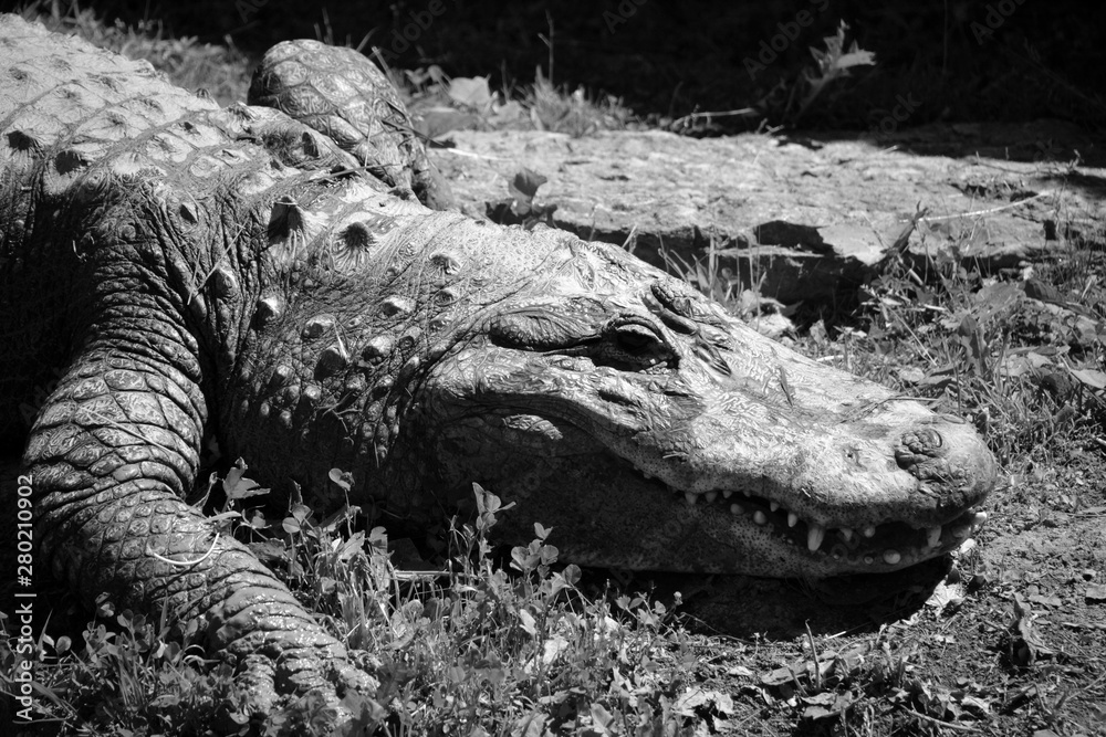 An alligator is a crocodilian in the genus Alligator of the family ...