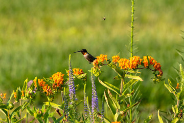 Canvas Print - The Ruby-throated hummingbird (Archilochus colubris) drinks nectar from a flowering Butterfly Weed (Asceptlias tuberosa)