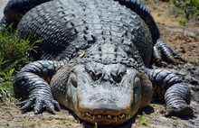 An Alligator Is A Crocodilian In The Genus Alligator Of The Family Alligatoridae. The Two Living Species Are The American Alligator And The Chinese Alligator.