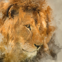 Digital Watercolour Painting Of Beautiful Intimate Portrait Image Of King Of The Jungle Barbary Atlas Lion Panthera Leo