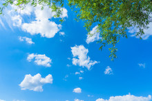 Blue Sky And Cloud With Green Leaves