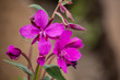 © hecke71 - Fireweed along the Alaska Highway