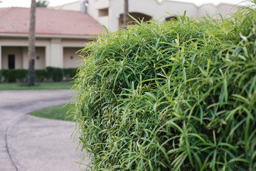 exotic beautiful plants. raw green plant.