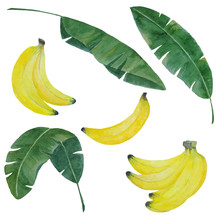Watercolor Hand Painted Banana Set With Bananas And Leaves Isolated On White, Banana Elements For Tropical Botanical Design, Vector Illustration