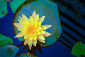 fresh water lily with leaf