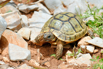 Canvas Print - junge Maurische Landschildkröte (Testudo graeca ibera) auf Symi, Griechenland - Greek tortoise