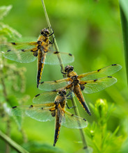 Close Up Of Three Four-spotted Chaser Dragonflies (Libellula Quadrimaculata) Sheltering From Rain