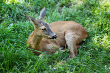 View Of A Fawn Lying In The Forest