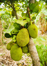 Close-up Of Jackfruit Growing On A Tree, Vietnam, Southeast Asia