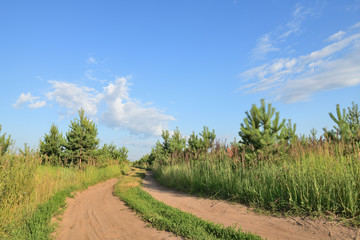 Wall Mural - view of a dirt road in the middle of a young pine forest on a summer day