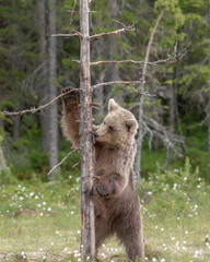 Wall Mural - brown bear standing and licking a tree on a finnish bog