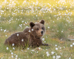 Wall Mural - Young brown bear is lying in the Finnish bog in the summer evening