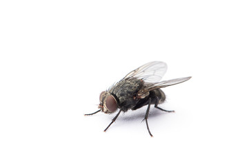 fly isolated on a white background