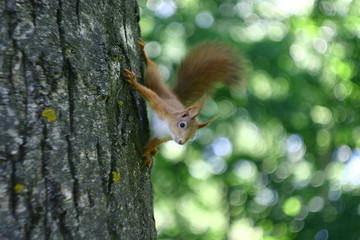 squirrel on tree
