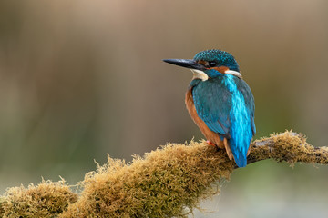 Wall Mural - Kingfisher (Alcedo atthis) perched on moss covered branch